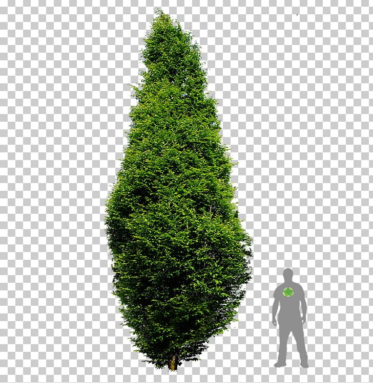 Spruce European Hornbeam Pine English Yew Arborvitae PNG, Clipart, Acer Campestre, Biome, Broadleaved Tree, Christmas Decoration, Christmas Tree Free PNG Download