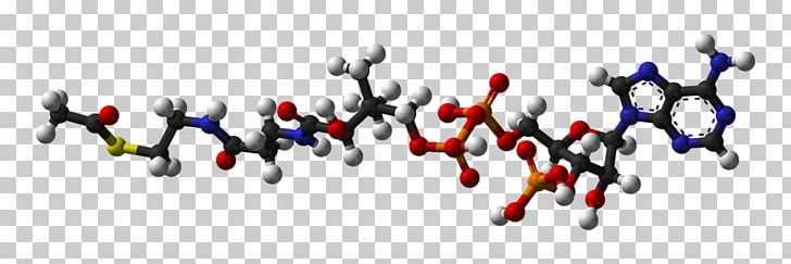 Acetyl-CoA Carboxylase Coenzyme A Acetyl Group Citric Acid Cycle PNG, Clipart, 3 D, Acetylcoa, Acetylcoa Carboxylase, Acetyl Group, Asam Free PNG Download