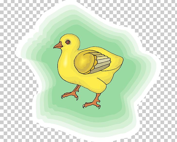 Chicken PNG, Clipart, Art, Baby Chick, Beak, Bird, Chicken Free PNG Download