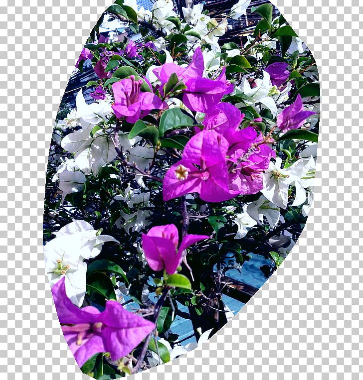 Cut Flowers Floral Design Rose Family Petal PNG, Clipart, Annual Plant, Bellflower Family, Bellflowers, Cut Flowers, Expect Free PNG Download