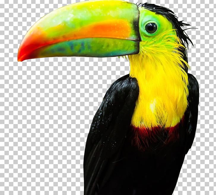 Toucan Theme Plug-in PNG, Clipart, 4k Resolution, 8k Resolution, Addon, Beak, Bird Free PNG Download
