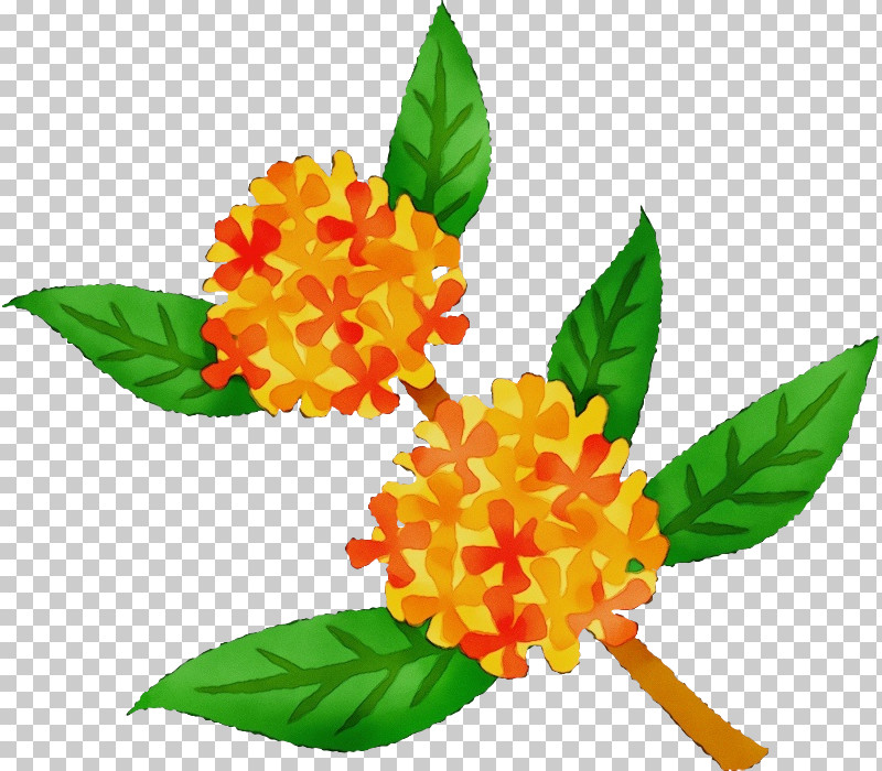 Flower Plant Yellow Leaf Tagetes PNG, Clipart, Cut Flowers, Flower, Lantana, Lantana Camara, Leaf Free PNG Download