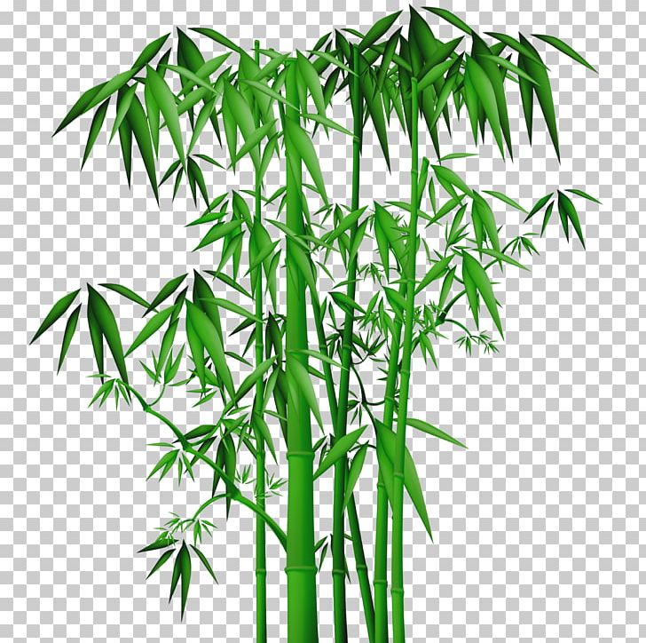 Bamboo PNG, Clipart, Bamboo Free PNG Download