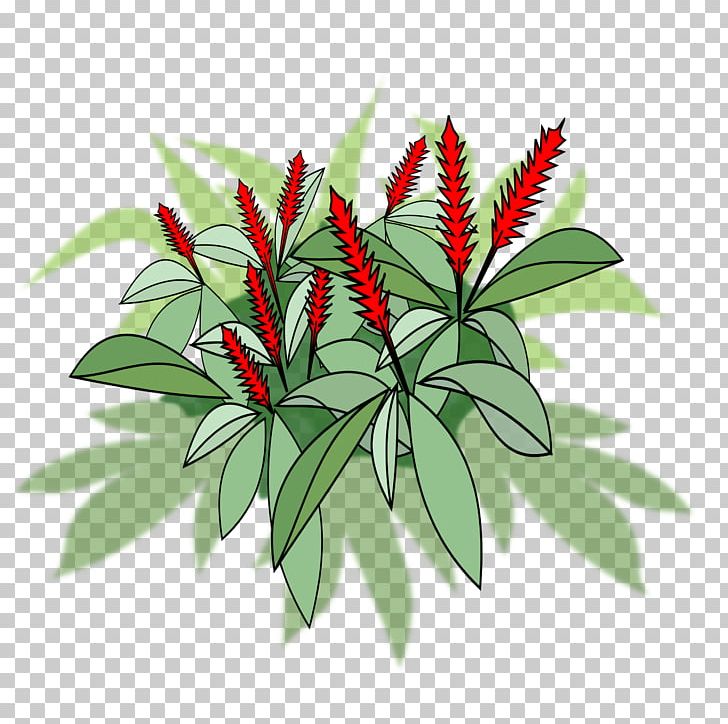 Flowering Pot Plants Red Ginger Flowering Plant PNG, Clipart, Alpinia, Botany, Branch, Computer Icons, Drawing Free PNG Download