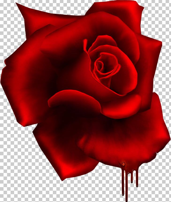 Garden Roses Red Flower PNG, Clipart, Bit, Cut Flowers, Flower, Flowering Plant, Flowers Free PNG Download