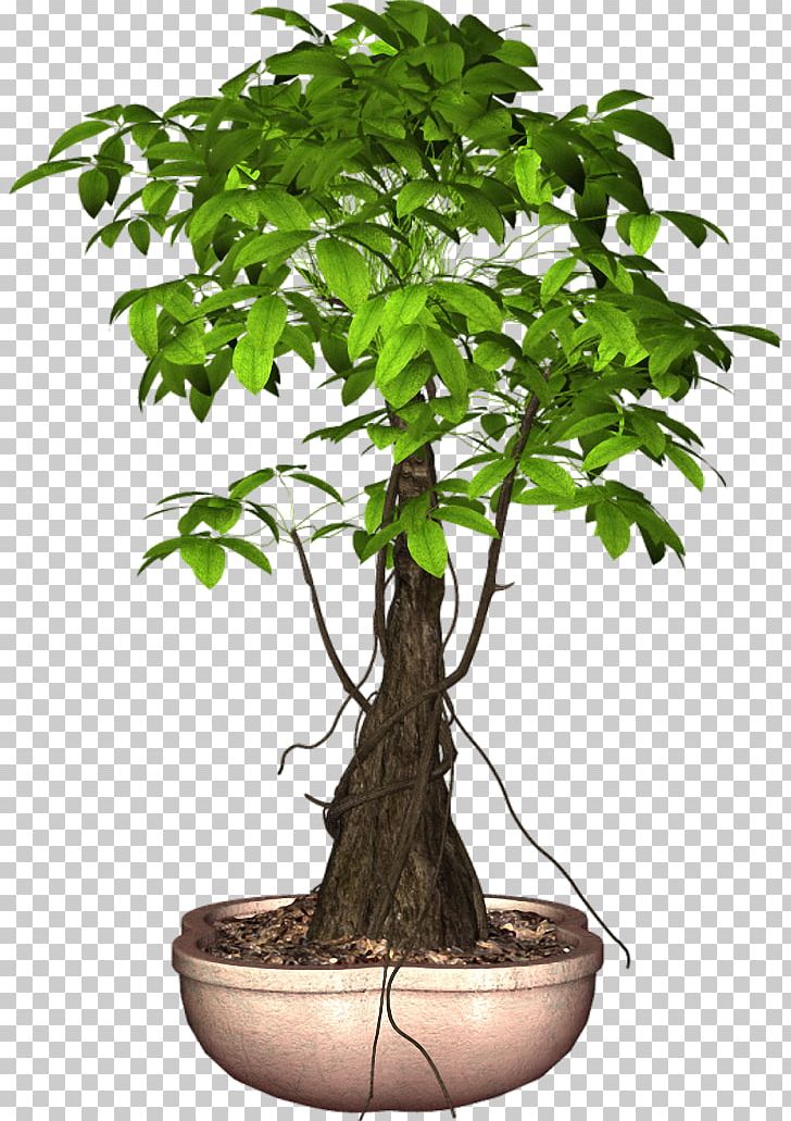 Sageretia Theezans Flowerpot Tree Ornamental Plant PNG, Clipart, Bonsai, Exotic, Flower, Flowerpot, Houseplant Free PNG Download