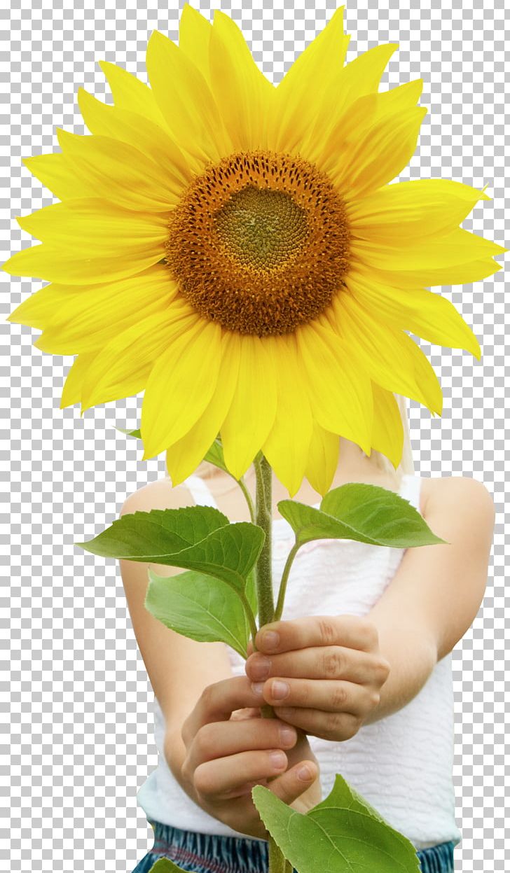 Stock Photography Portrait PNG, Clipart, Alamy, Can Stock Photo, Color Photography, Cut Flowers, Daisy Family Free PNG Download