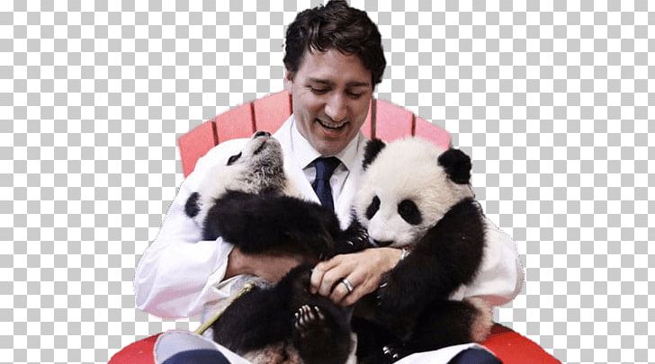 Toronto Zoo Justin Trudeau Giant Panda Prime Minister Of Canada Jia Yueyue And Jia Panpan PNG, Clipart, Barack Obama, Bear, Canada, Carnivoran, Celebrity Free PNG Download