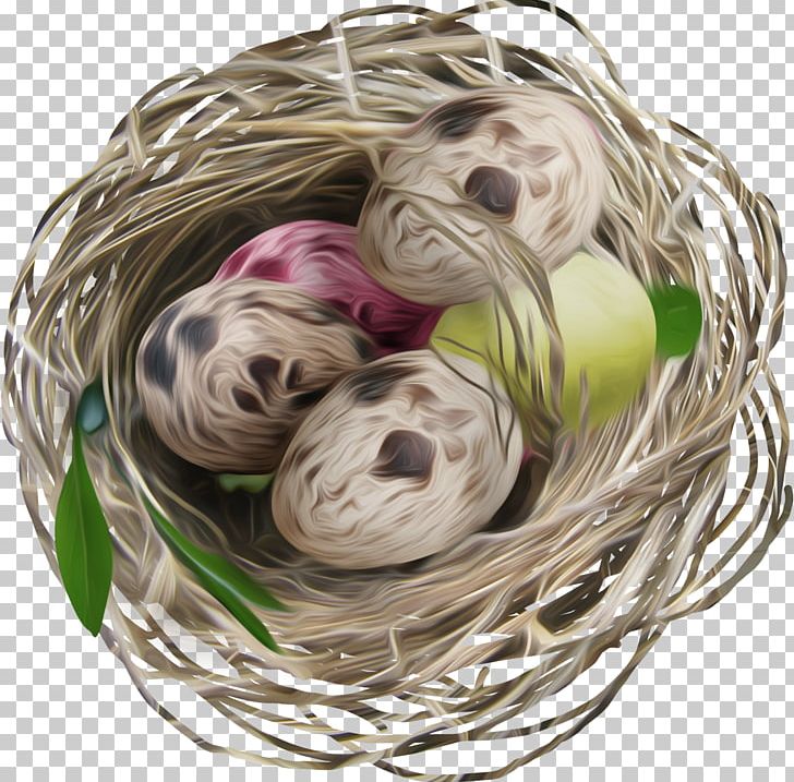 Bird PNG, Clipart, Animals, Basket, Bird, Bird Nest, Bird Nest Vector Free PNG Download