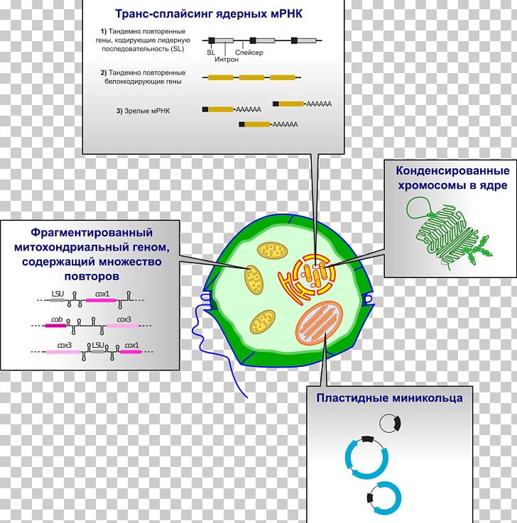 Dinoflagellates Genome Algae Chloroplast Cell PNG, Clipart, Algae, Area, Brand, Cell, Chloroplast Free PNG Download