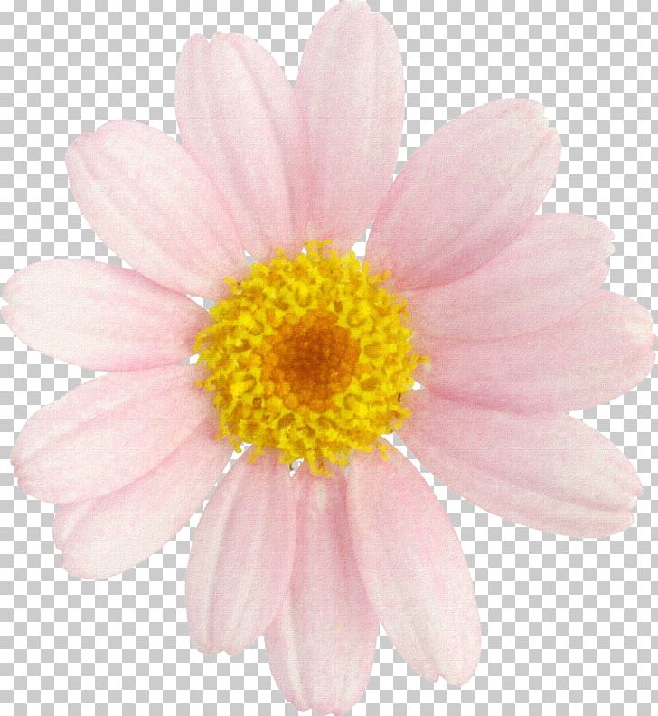 Male Testosterone Marguerite Daisy Chrysanthemum Cut Flowers PNG, Clipart, Annual Plant, Aster, Athlete, Chrysanthemum, Chrysanths Free PNG Download