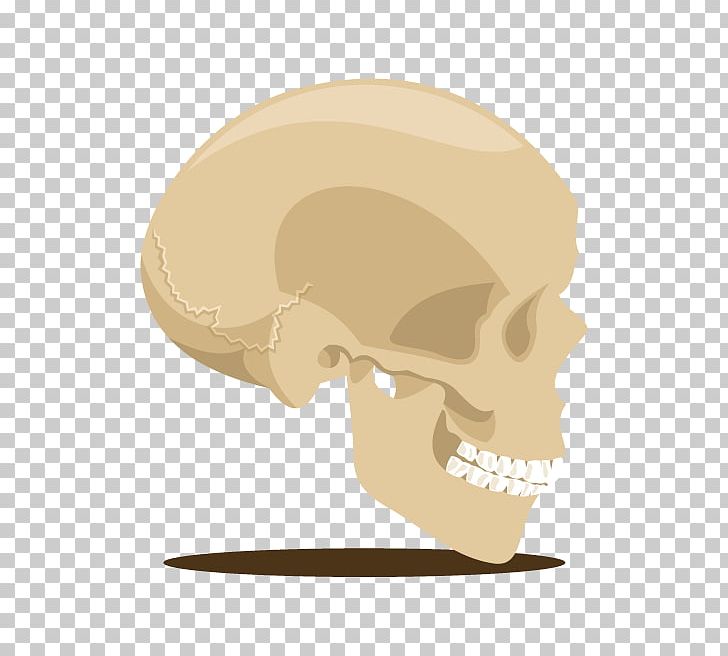 Skull Skeleton U9ab7u9ac5 Head PNG, Clipart, Bone, Cartoon, Cartoon Skull, Ear, Euclidean Vector Free PNG Download