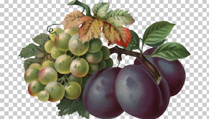 Common Grape Vine Wine Berry Seedless Fruit PNG, Clipart, Auglis, Common Grape Vine, Food, Fruit, Fruit Nut Free PNG Download