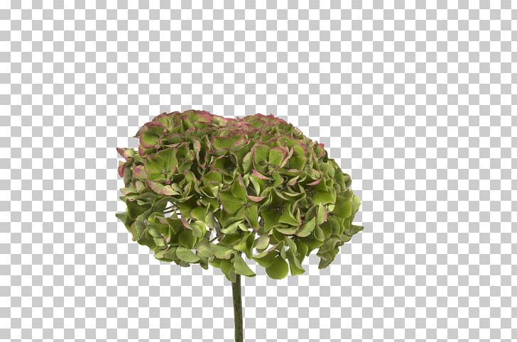 French Hydrangea Holex Flower B.V. Cut Flowers Painting Fantasy Flowers PNG, Clipart, Artificial Flower, Christmas, Cornales, Cut Flowers, Do It Yourself Free PNG Download