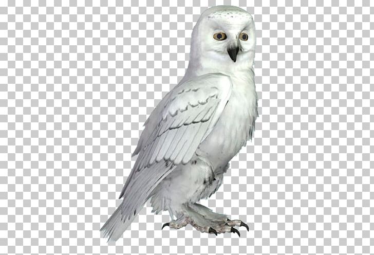 Little Owl Bird Snowy Owl PNG, Clipart, Animal, Animals, Background White, Barn Owl, Beak Free PNG Download