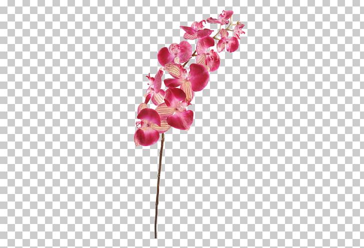 Moth Orchids Plant Stem Cut Flowers PNG, Clipart, Artificial Flower, Blossom, Boat Orchid, Branch, Cut Flowers Free PNG Download