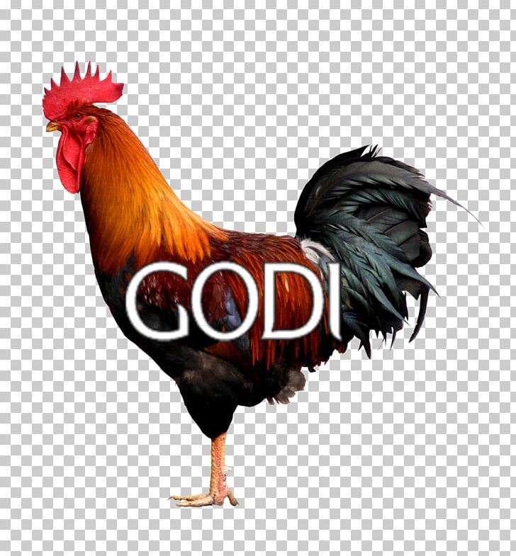 Rooster Cochin Chicken Rhode Island Red PNG, Clipart, Animal, Beak, Bird, Chicken, Cochin Chicken Free PNG Download