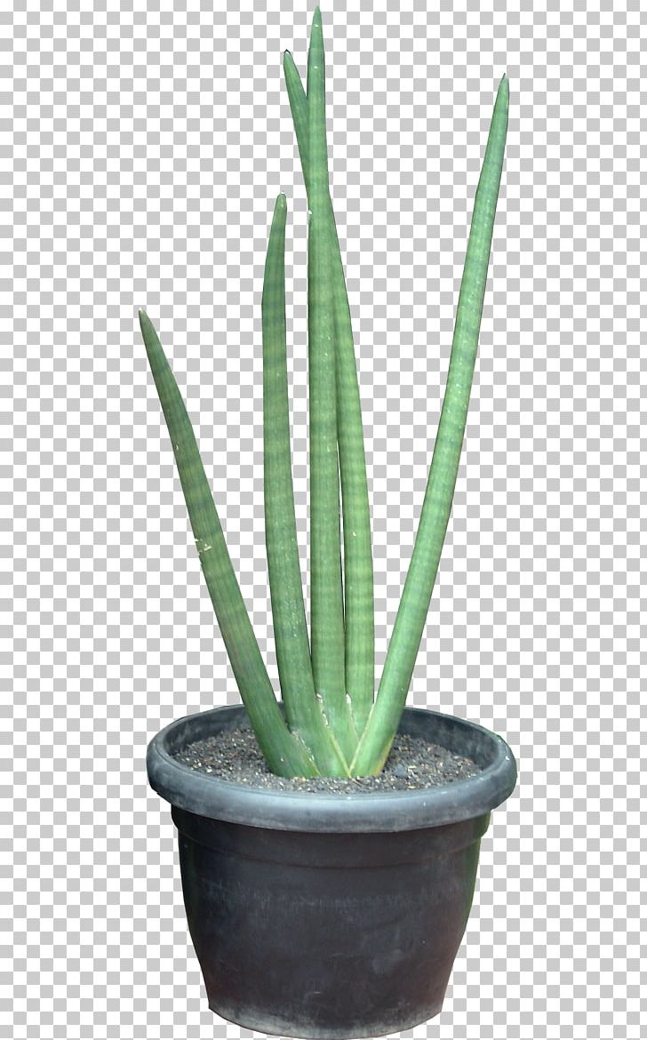 Sansevieria Cylindrica Viper's Bowstring Hemp Succulent Plant Sansevieria Erythraeae Triangle Cactus PNG, Clipart,  Free PNG Download
