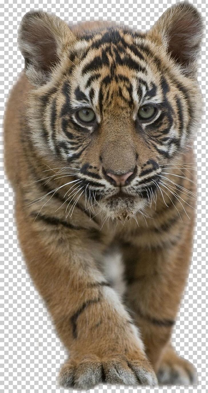 Sumatran Tiger Bengal Tiger Siberian Tiger Malayan Tiger Felidae PNG, Clipart, Animals, Bengal Tiger, Big Cat, Big Cats, Carnivoran Free PNG Download