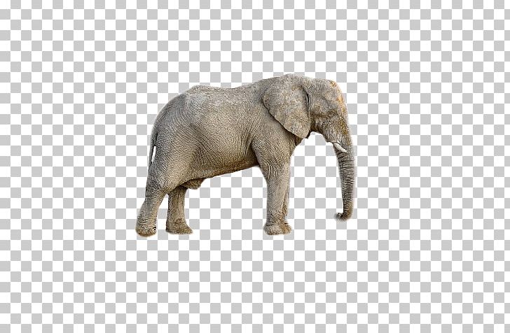 African Elephant Animal PNG, Clipart, Afrika, Animal Figure, Animals, Bengal Tiger, Desktop Wallpaper Free PNG Download