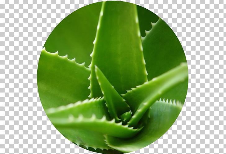 Aloe Vera Plant Leaf Gel Extract PNG, Clipart, Aloe, Aloe Vera, Cream, Extract, Food Drinks Free PNG Download