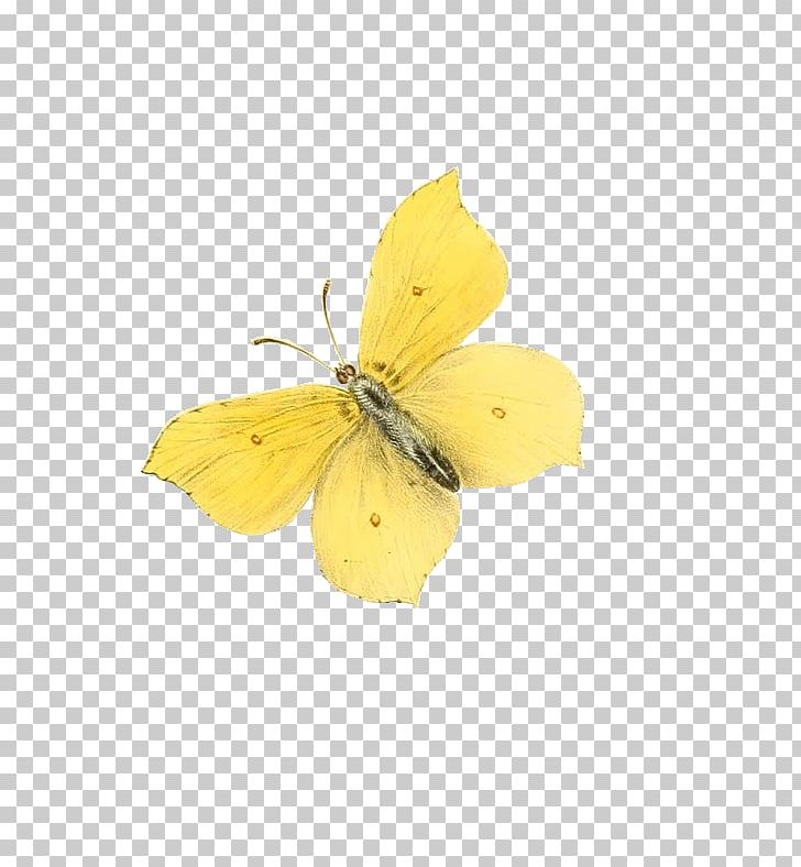 Butterfly Moth PNG, Clipart, Animation, Arthropod, Brush Footed Butterfly, Butterflies And Moths, Butterfly Free PNG Download
