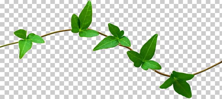 Nature Desktop PNG, Clipart, Branch, Desktop Wallpaper, Download, Flower, Herbalism Free PNG Download