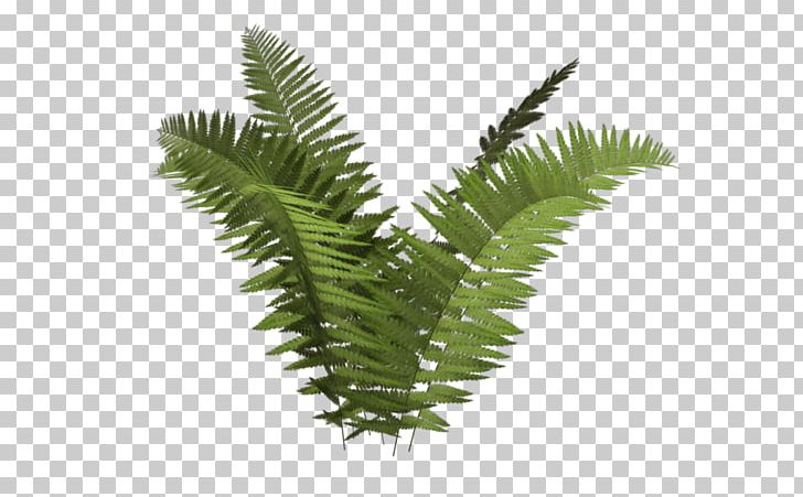 Ostrich Fern Plant Tree Fern Ecology PNG, Clipart, Ecology, Equisetum, Fern, Fern Ecology, Ferns And Horsetails Free PNG Download