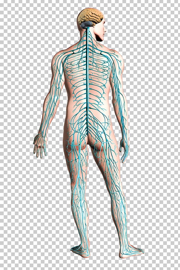 Aircraft Airplane Structural Health Monitoring Nervous System PNG, Clipart, Arm, Art, Back, Blood Vessel, Costume Free PNG Download