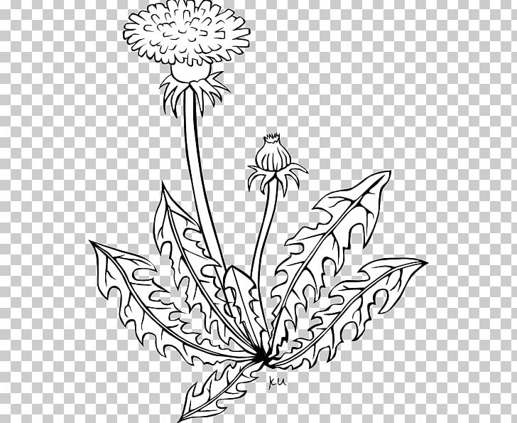 Common Dandelion Coloring Book Flower PNG, Clipart, Black, Black And White, Branch, Color, Common Daisy Free PNG Download