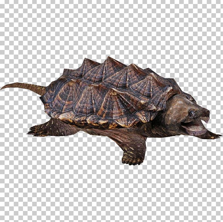 Common Snapping Turtle Alligator Snapping Turtle PNG, Clipart, Akitainu, Alabama Redbellied Cooter, Alligator, Amor, Animal Free PNG Download