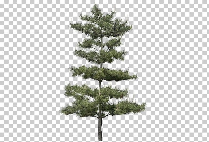 Pine Tree Hotel PNG, Clipart, Branch, Christmas Decoration, Christmas Tree, Conifer, Cypress Family Free PNG Download