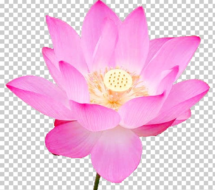 Changchun Mid-Autumn Festival Loving-kindness Falun Gong Happiness PNG, Clipart, Aquatic Plant, Bloom, Blossom, Buddhism, Changchun Free PNG Download
