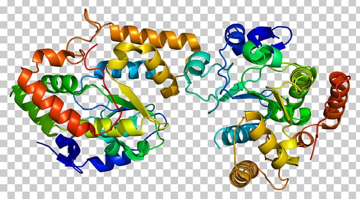 Cytochrome P450 Reductase Hemeprotein Nicotinamide Adenine Dinucleotide Phosphate PNG, Clipart, Artwork, Chromosome 15 Human, Cofactor, Cytochrome, Cytochrome C Free PNG Download