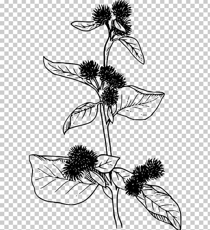 Greater Burdock PNG, Clipart, Artwork, Black And White, Branch, Burdock, Daisy Family Free PNG Download