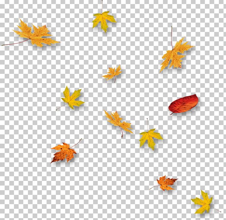 Leaf PNG, Clipart, Autumn, Autumn Leaves, Banana Leaves, Branch, Collection Free PNG Download