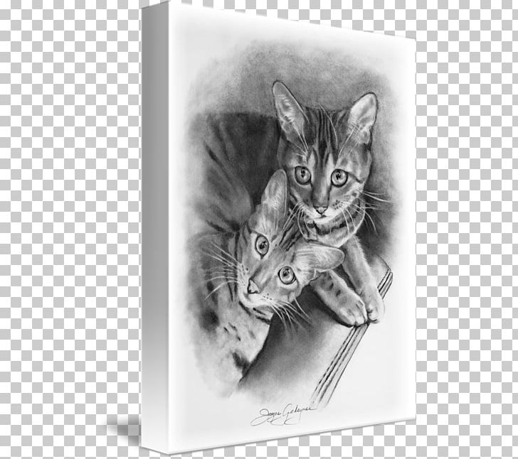 Bengal Cat Drawing Pencil Throw Pillows Sketch PNG, Clipart, Artwork, Canvas, Carnivoran, Cat, Cat Like Mammal Free PNG Download