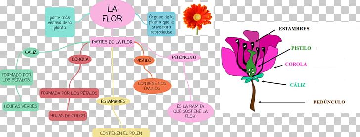 Flower Mind Map Petal Geography PNG, Clipart, Classroom, Concept, Concept Map, Diagram, Flower Free PNG Download