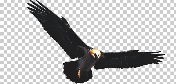 Golden Eagle Hawk PNG, Clipart, Accipitriformes, Animal, Animals, Bald Eagle, Beak Free PNG Download