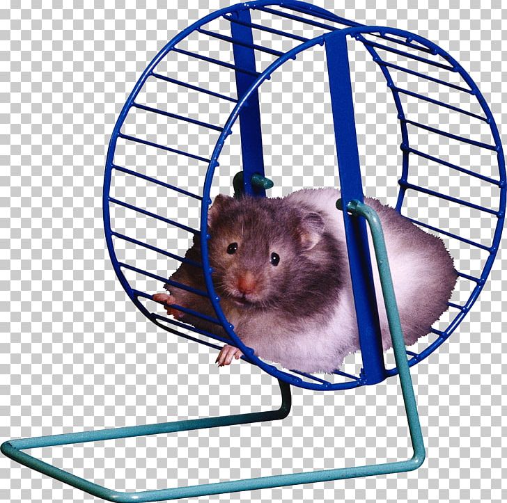 hamster wheel clip art