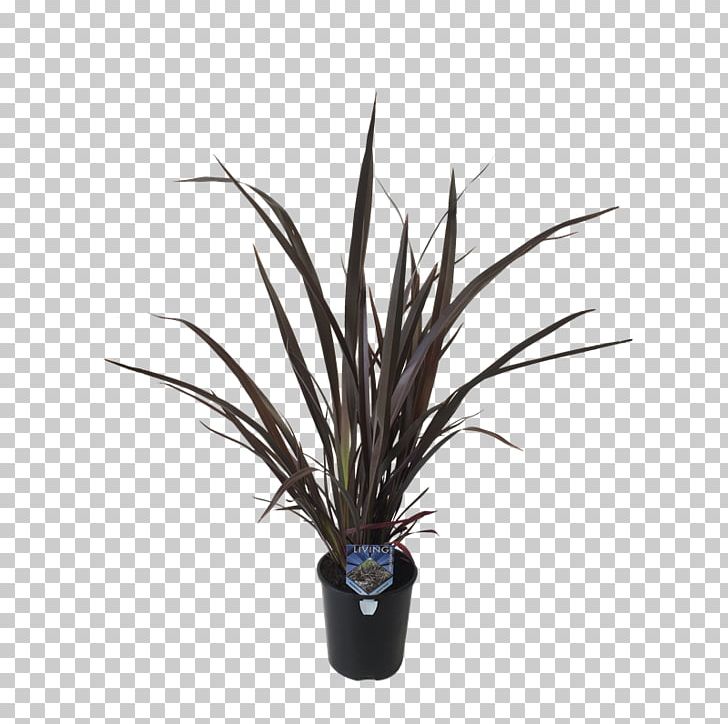 New Zealand Flax Flax In New Zealand Plants Portable Network Graphics PNG, Clipart, Bunnings Warehouse, Flax, Flax In New Zealand, Flower, Flowerpot Free PNG Download