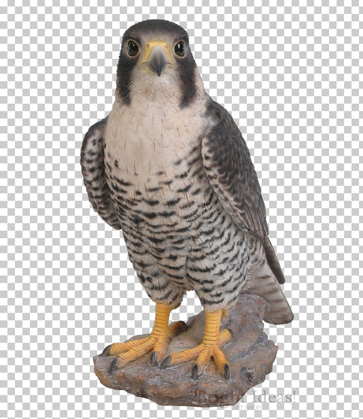 Peregrine Falcon Bird Ornament Art PNG, Clipart, Animal, Animals, Art, Beak, Bird Free PNG Download