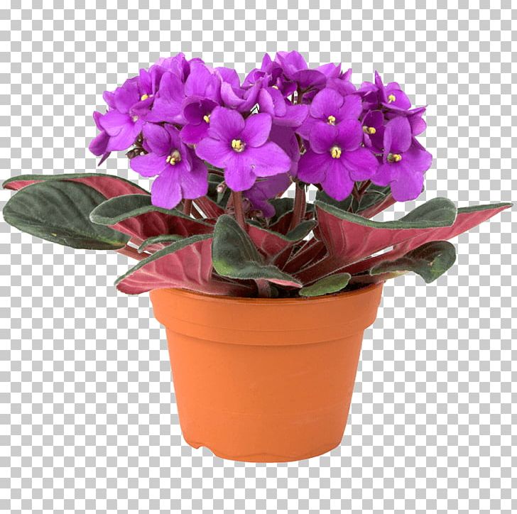 African Violets Houseplant Plant Propagation PNG, Clipart, African, African Violets, African Violet Society Of America, Areca Palm, Flower Free PNG Download