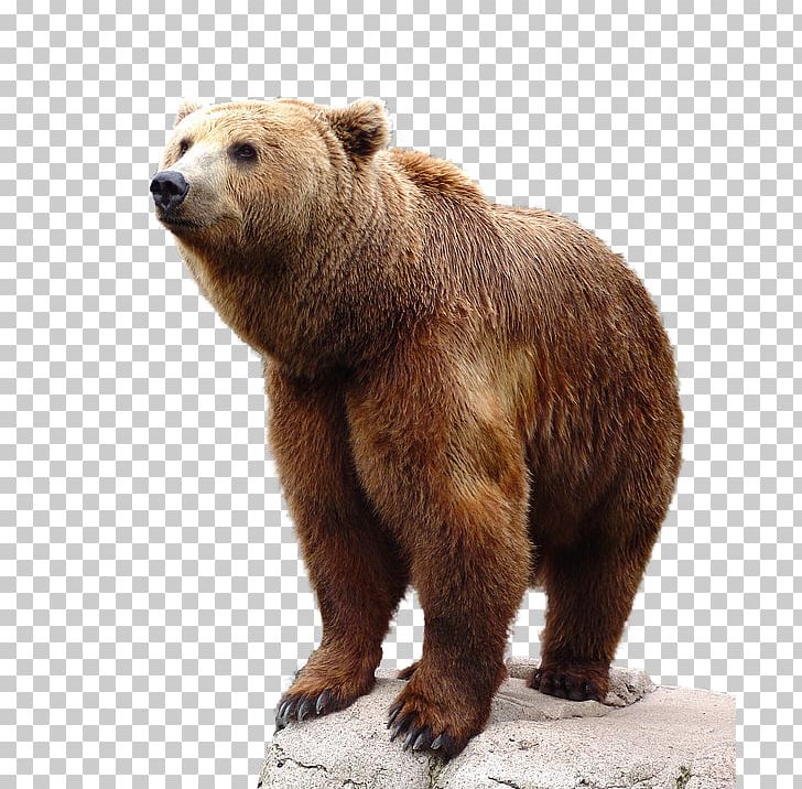 Bear PNG, Clipart, Bear Free PNG Download