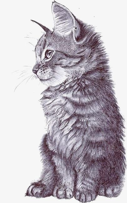 Sketch Cat PNG, Clipart, Cartoon, Cartoon Cat, Cat, Cat Clipart, Cat Clipart Free PNG Download