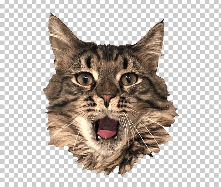 Whiskers Wildcat Tabby Cat Sticker PNG, Clipart, Animals, Big Cat, Big Cats, Bobcat, Carnivoran Free PNG Download