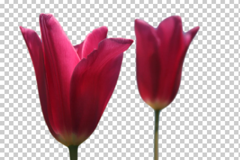 Plant Stem Tulip Lilies Petal Close-up PNG, Clipart, Biology, Closeup, Flower, Lilies, Lily Free PNG Download