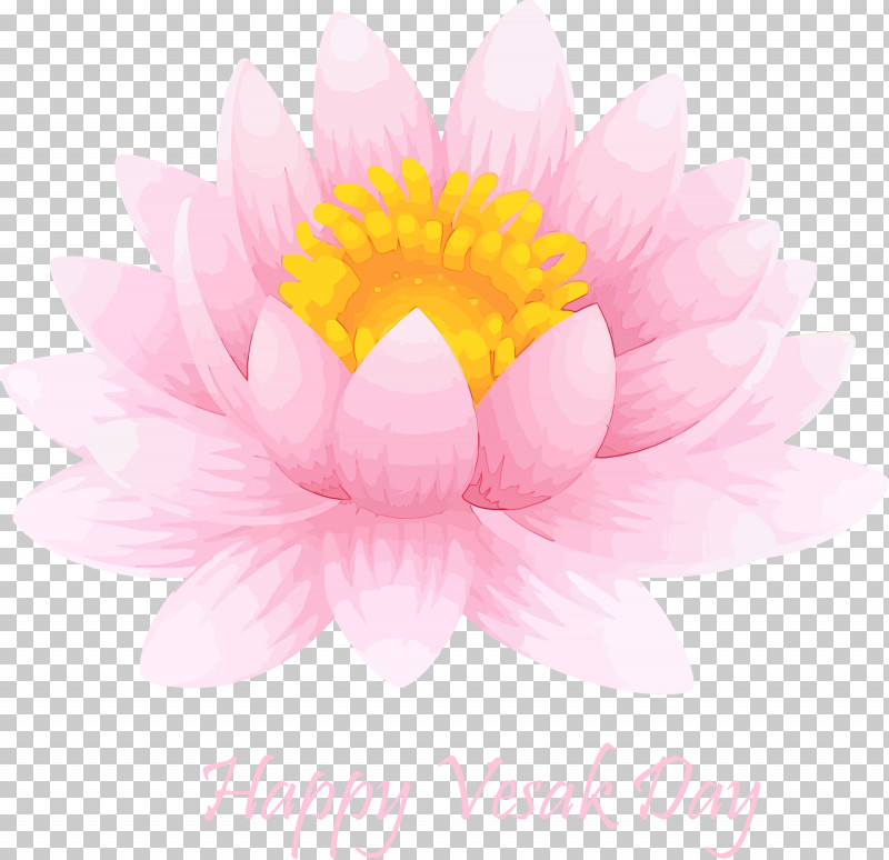 Daisy PNG, Clipart,  Free PNG Download