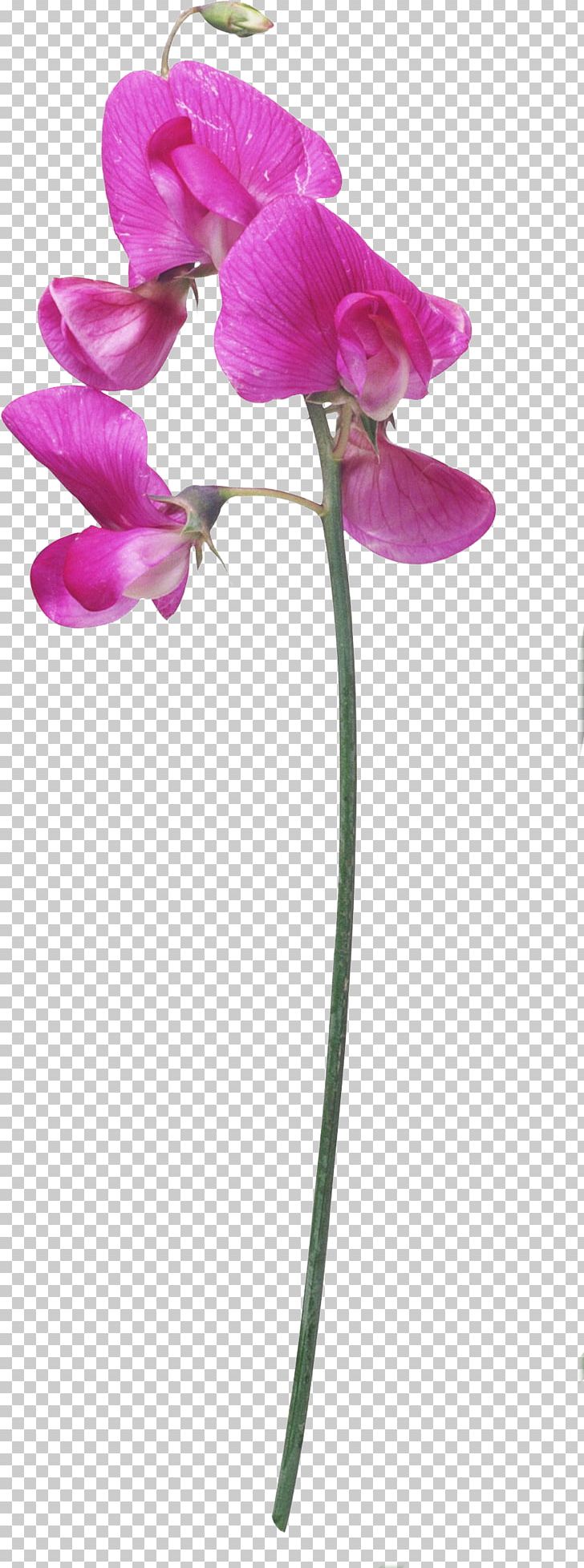 Cut Flowers Plant Stem Animation PNG, Clipart, Celebrities, Daytime, Dendrobium, Everlasting Sweet Pea, Flora Free PNG Download