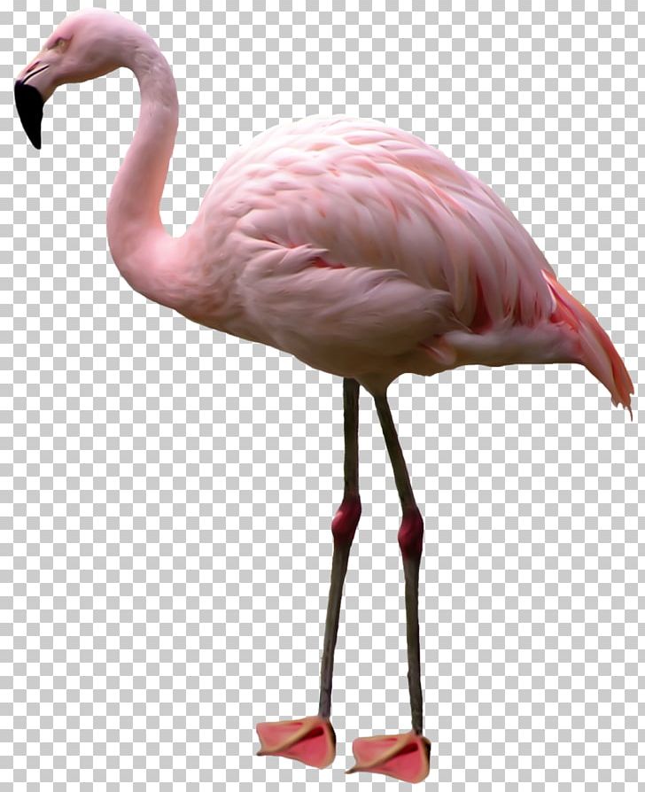 Flamingo Portable Network Graphics Bird Psd PNG, Clipart, Animals, Beak, Bird, Desktop Wallpaper, Download Free PNG Download